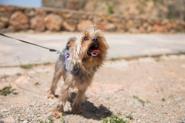 istock angry dog on road 1289207587