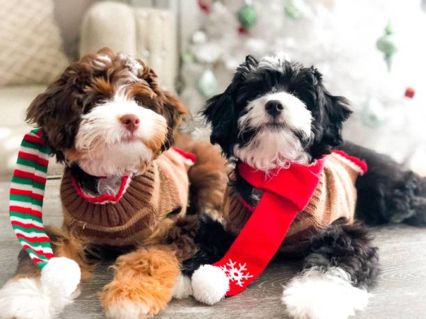 istock Puppies wearing holiday outfit 1289207610