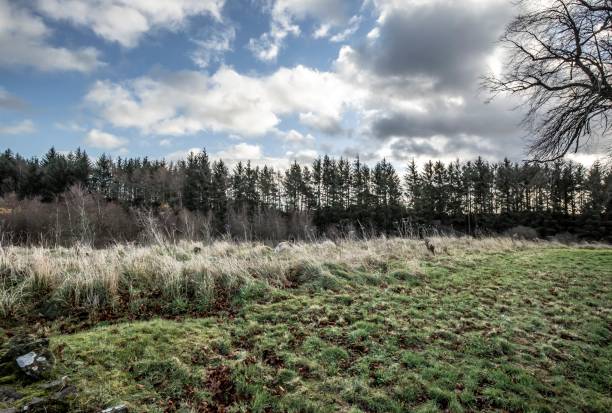 istock Trees & Pastures Of Greenknowe. 1289207748