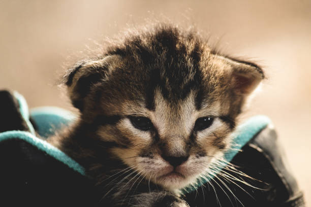 istock Small Cute Kitten posing in front of the camera 1289208042