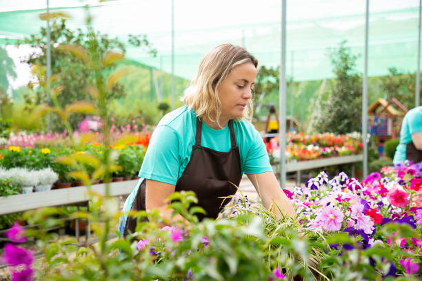 istock Serious female gardener growing different plants in pots 1289208143