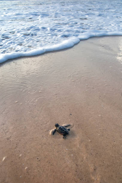 istock New hatched loggerhead sea turtle (Caretta caretta) heads out to sea. 1289211222