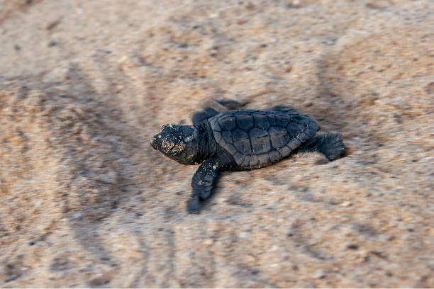 istock New hatched loggerhead sea turtle (Caretta caretta) heads out to sea. 1289211294