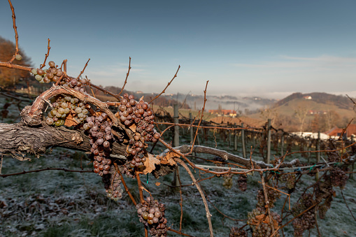 iced grapes for icewine wine in vineyard in southern styria, an old wine growing country in austria