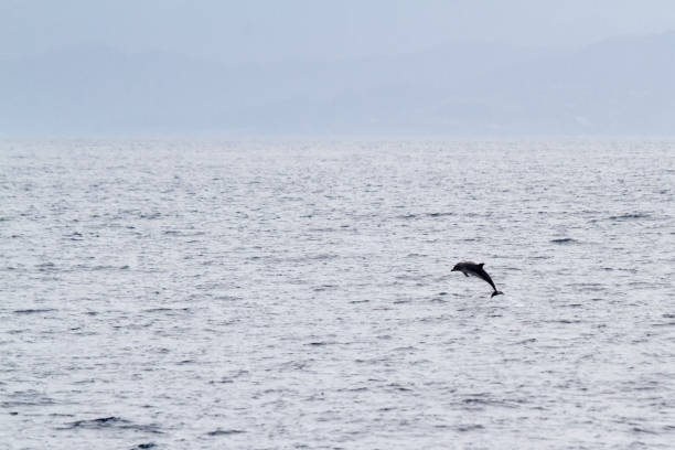 istock The striped dolphin (Stenella coeruleoalba)  jumping. 1289212055