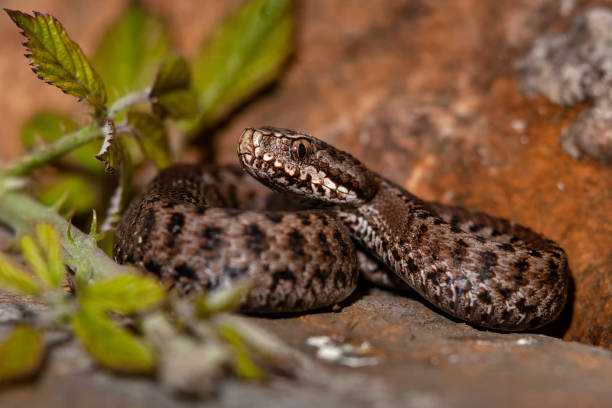 Seoane's viper (Vipera seoanei) resting. Seoane's viper (Vipera seoanei) resting in the sun hidden between the stones of a wall. common adder stock pictures, royalty-free photos & images