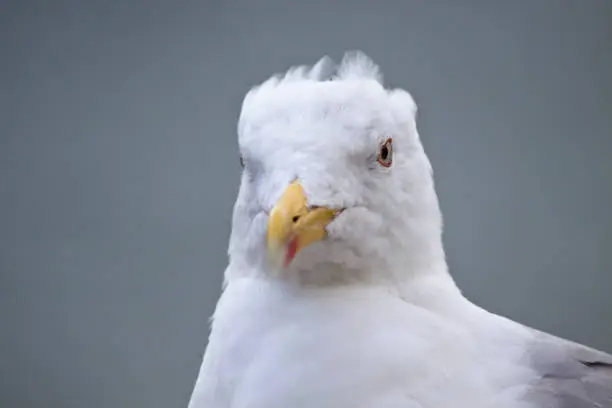 Photo of Portrait of a yellow-legged gull (Larus michaellis).