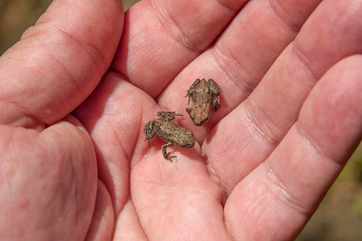 Small toads (Bufo spinosus) resting on the hand of a scientist.