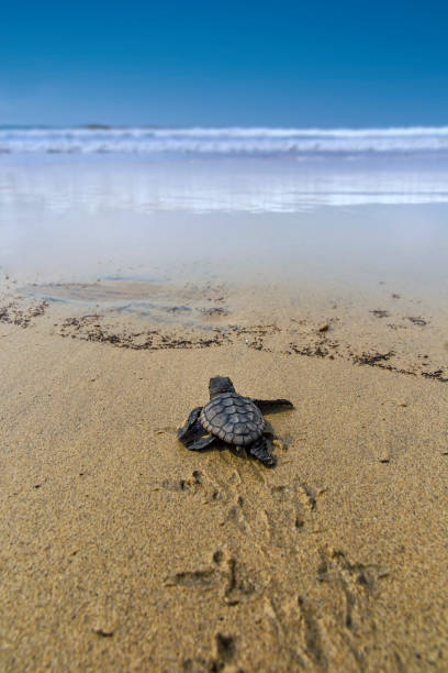 la nueva tortuga boba (caretta caretta) se dirige al mar. - turtle young animal beach sand fotografías e imágenes de stock