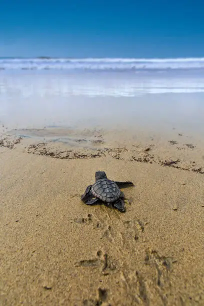 Photo of New hatched loggerhead sea turtle (Caretta caretta) heads out to sea.