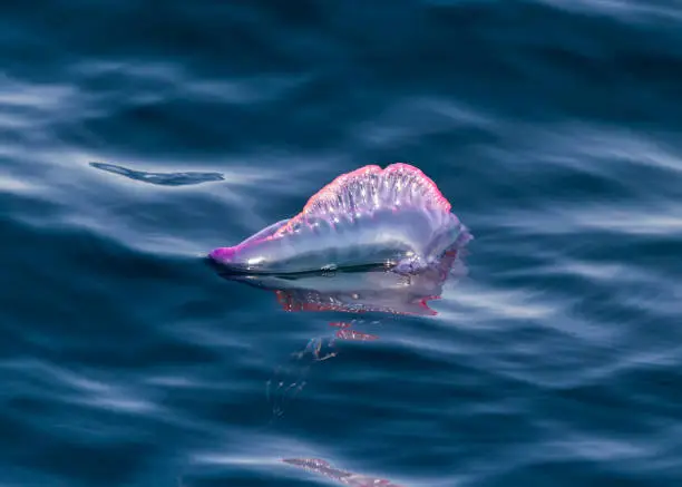 Portuguese man-of-war (Physalia physalis) floating on the surface of a calm sea.