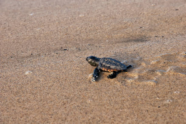 istock New hatched loggerhead sea turtle (Caretta caretta) heads out to sea. 1289212526