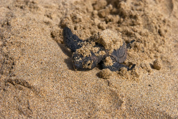 istock New hatched loggerhead sea turtle (Caretta caretta) heads out to sea. 1289212566