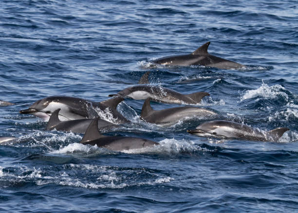 istock Striped dolphin pod (Stenella coeruleoalba) swimming fast 1289212775