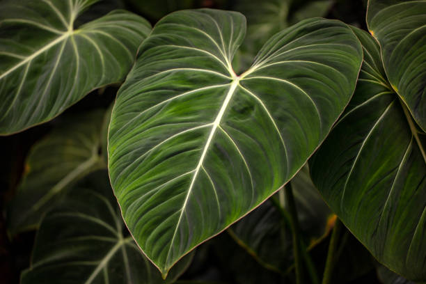 vista da planta tropical philodendron melanochrysum - filodendro - fotografias e filmes do acervo