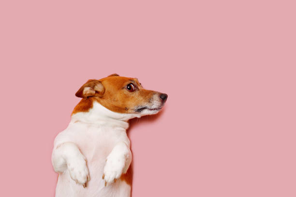 istock Surprised Jack russell dog on pink background. 1289215525