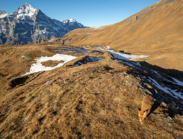 View of small fox walking along mountain ridge in the morning