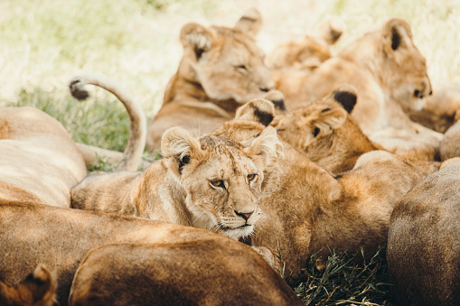 Group of young and old lions relaxing during warm sunny day in the wild savannah in Tanzania - East Africa