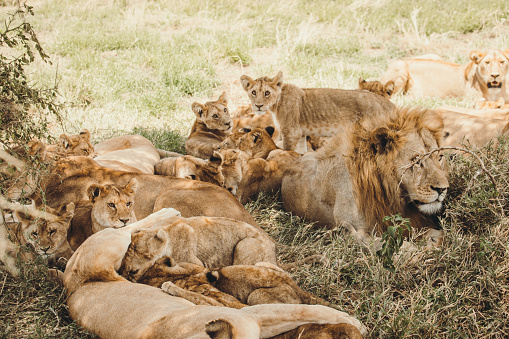 Group of young and old lions relaxing during warm sunny day in the wild savannah in Tanzania - East Africa