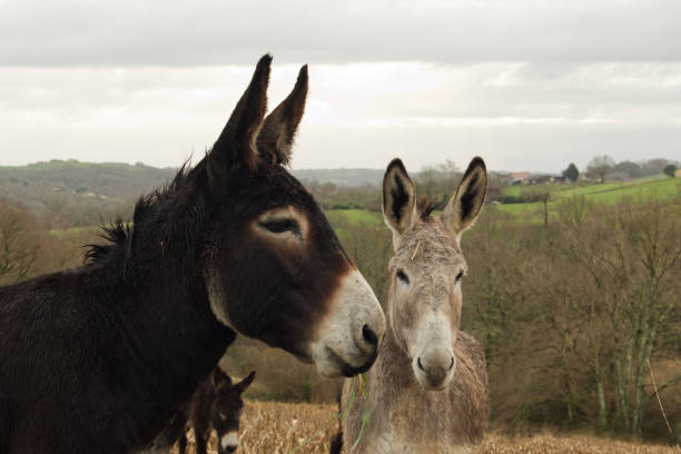 istock A brown donkey and a grey donkey grazing in a meadow 1289215861
