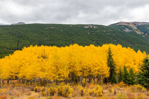 istock Fall colours along the roadside. Bow Valley Wilderness Area, Alberta, Canada 1289216908