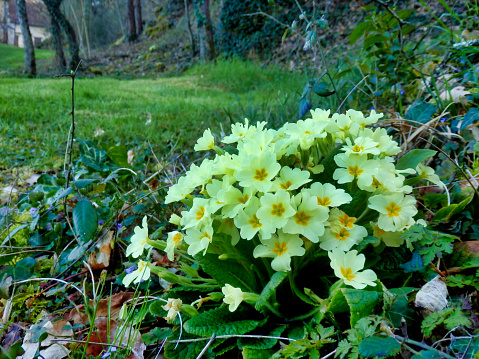 Primroses (Primula vulgaris) flowering on a woodland path