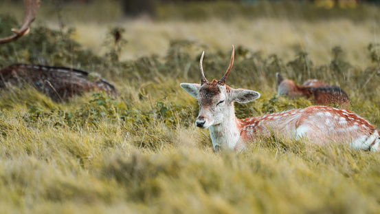 Deer laying down at Charlecote Park, Warwickshire