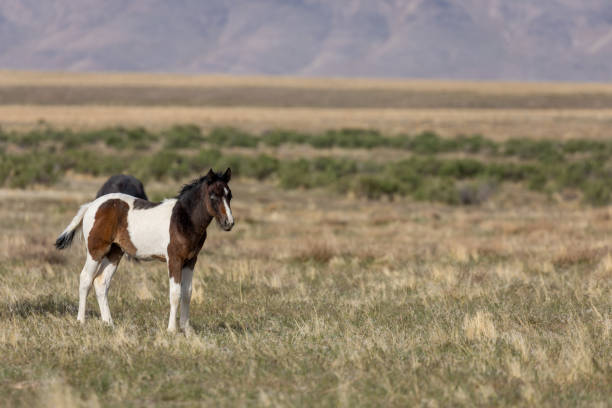 istock Wild Horse Foal in the Utah Desert 1289217603