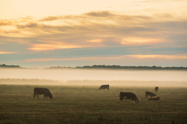 istock Cows on the foggy pasture at morning 1289220537