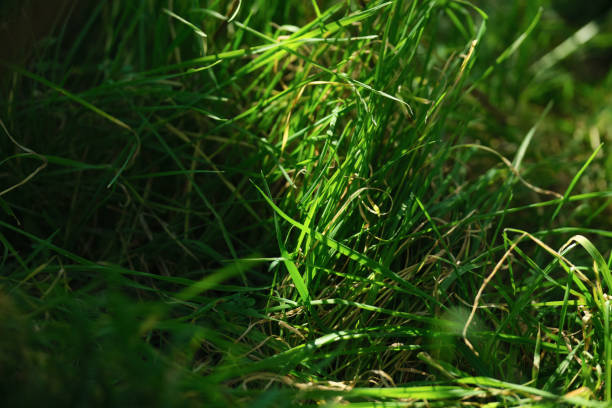 istock Plant on green background selective focus 1289221066