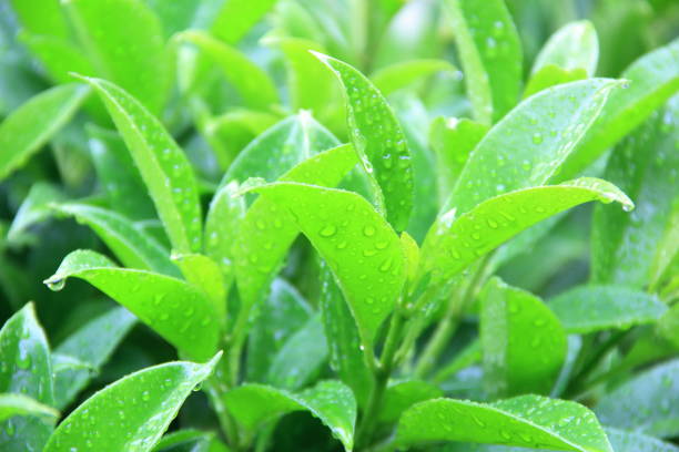 istock Green leaves in the rain 1289222363
