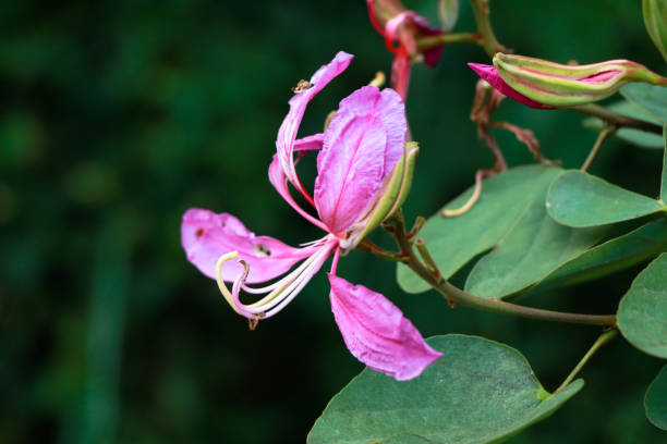 istock Pink color Bauhinia acuminate or orchid tree flower 1289222483