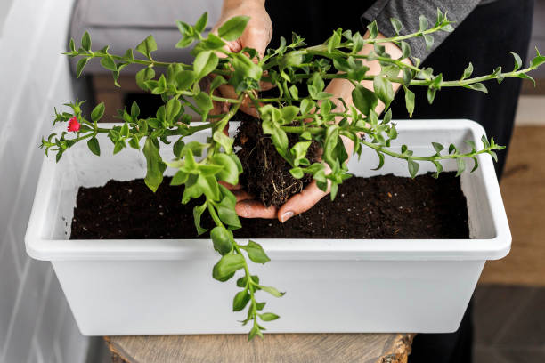 istock Hands holding the aptenia cordifolia with roots before potting in white rectangular flower pot. 1289222671