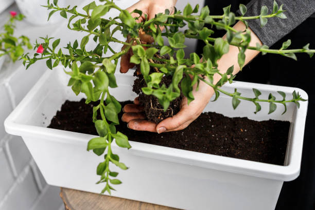 istock Hands holding the blooming aptenia cordifolia with roots before potting in white rectangular flower pot. 1289222719