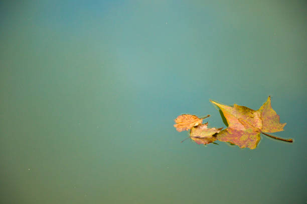 水の背景 - water surface standing water waters edge water ストックフォトと画像