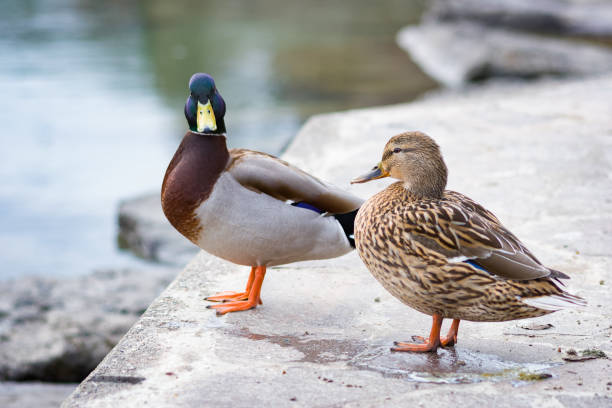 istock Careful duck and partner 1289224003