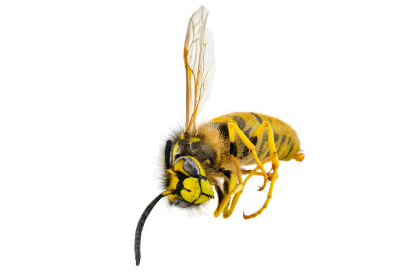 istock A macro shot of a dead dried wasp, isolated on a white background. 1289224297