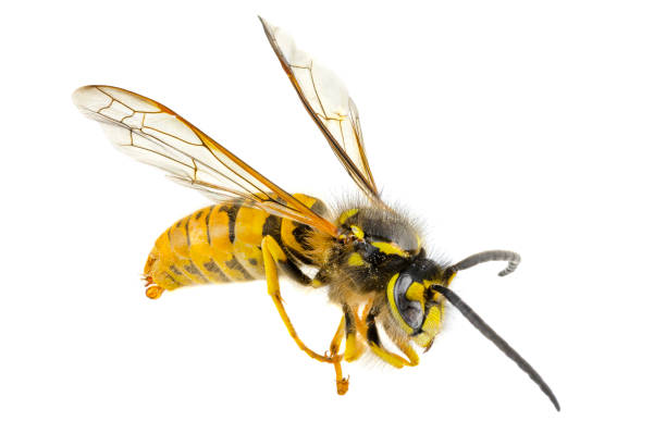 istock A macro shot of a dead dried wasp, isolated on a white background. 1289224299