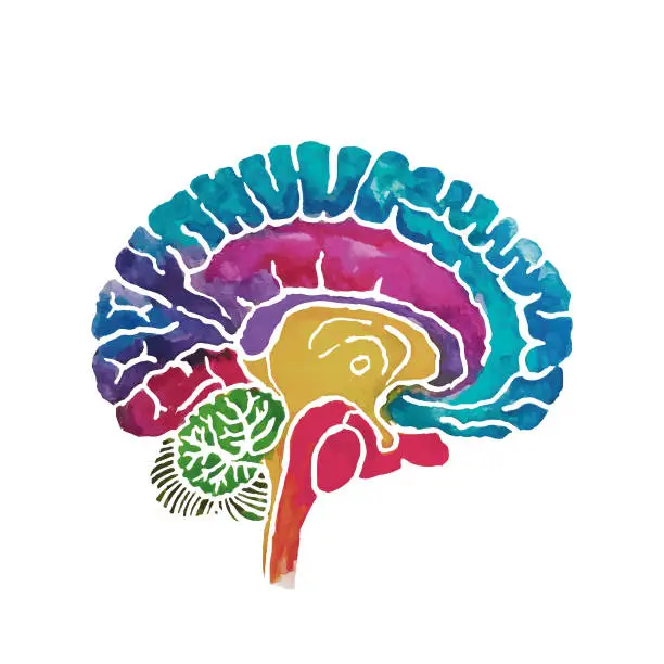 Vector illustration of Brain Cross Section Water Color Cut Out