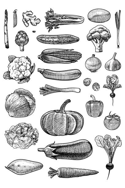 Set of vector drawings of vegetables Sketches of various vegetables including: asparagus, peas, ginger, bean, celery, potato, spring onion, broccoli, artichoke, cucumber, corn, cauliflower, courgette, onion, garlic, Brussels sprouts, radish, leek, cabbage, pumpkin, pepper, tomato, lettuce, eggplant, beetroot, sweet potato and carrot cauliflower nutrition stock illustrations