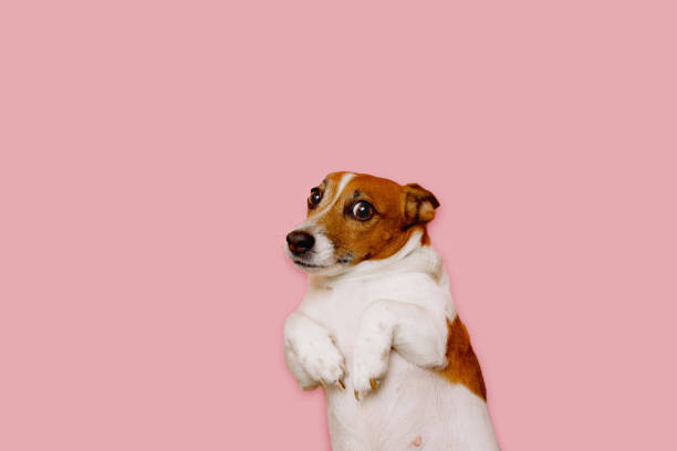 istock Surprised Jack russell dog on pink background. 1289226619
