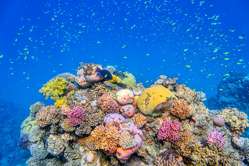 Underwater panoramic view of coral reef with tropical fish, seaweeds and corals at the Red Sea, Egypt. Acropora gemmifera and Hood coral or Smooth cauliflower coral (Stylophora pistillata), Lobophyllia hemprichii, Acropora hemprichii or Pristine Staghorn, Favia favus and others.