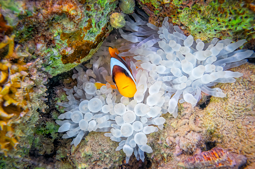 Amphiprion bicinctus, meaning \