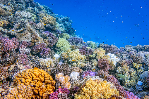 The Red Sea is a rich and diverse ecosystem. More than 1200 species of fish have been recorded in the Red Sea, and around 10% of these are found nowhere else. This also includes 42 species of deepwater fish. The rich diversity is in part due to the 2,000 km (1,240 mi) of coral reef extending along its coastline; these fringing reefs are 5000–7000 years old and are largely formed of stony acropora and porites corals. The reefs form platforms and sometimes lagoons along the coast and occasional other features such as cylinders (such as the Blue Hole (Red Sea) at Dahab). These coastal reefs are also visited by pelagic species of Red Sea fish, including some of the 44 species of shark.