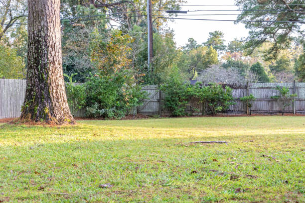istock Pine Tree in Fenced-In Residential Back Yard 1289229527