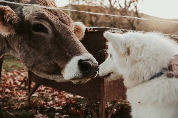 vache et crabot se faisant des amis dans le domaine - pets grass scenics dog photos et images de collection