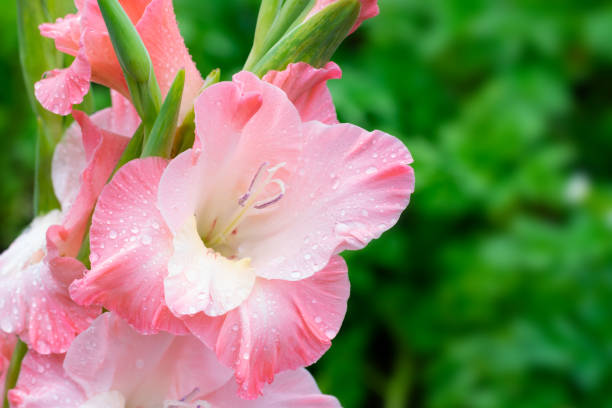 Blooming gladiolus on summertime sunbeams.