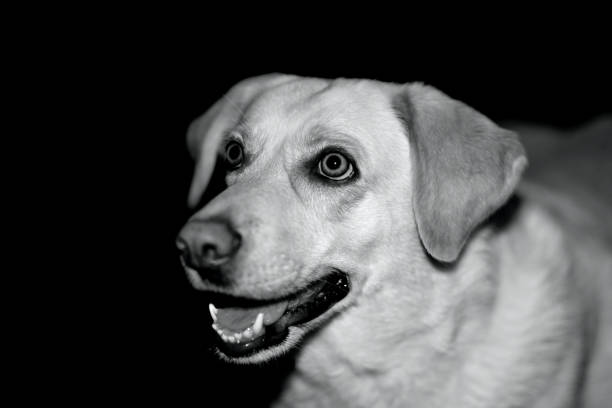 istock Labrador retriever in the garden 1289234372