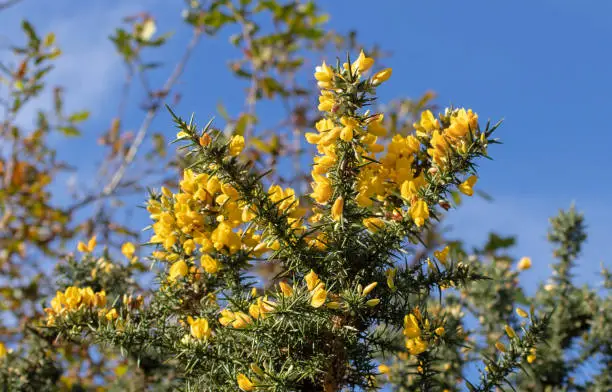 Gorse, furze or whin plant with bright yellow flowers. Ulex europaeus branch with leaves modified into green spines.  Evergreen shrub.