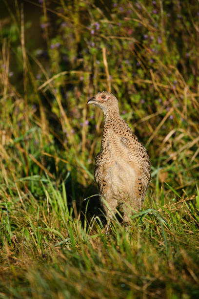 istock Female pheasant bird in the grass 1289234522